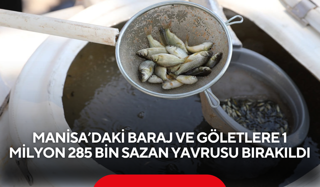 Manisa’daki baraj ve göletlere 1 milyon 285 bin sazan yavrusu bırakıldı