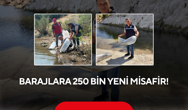 Balık popülasyonunu artırmak için dev çalışma
