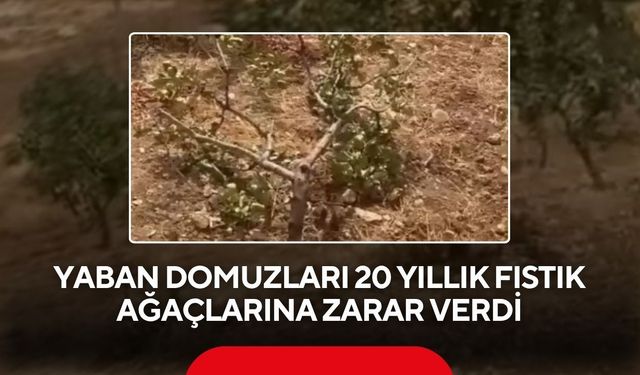 Fıstık hasadına günler kala! Yaban domuzları bahçeleri bastı