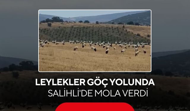 Leylekler göç yolunda Salihli'de mola verdi