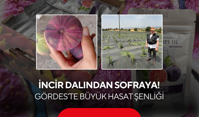 İncir dalından sofraya! Gördes’te büyük hasat şenliği