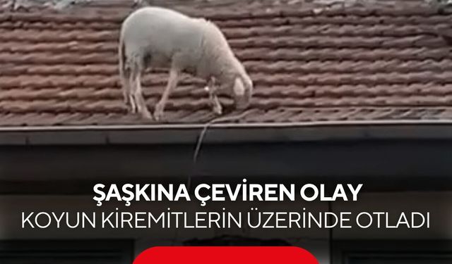Kahvehanede oyunu bıraktıran görüntü! Koyun çatıda otlarken yakalandı