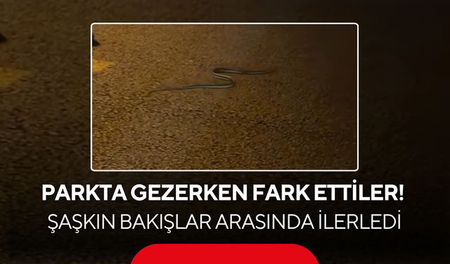 Salihli’de Parkta Gezerken Fark Ettiler! Şaşkın Bakışlar Arasında İlerledi