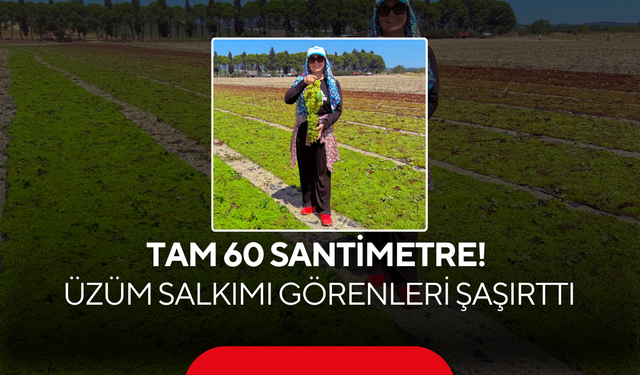 Tam 60 santimetre! Üzüm salkımı görenleri şaşırttı