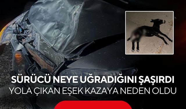 Sürücü neye uğradığını şaşırdı! Yola çıkan eşek kazaya neden oldu