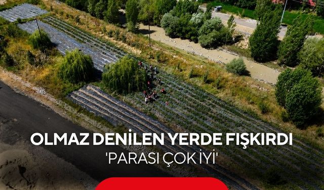Türkiye’nin en soğuk illerinden birinde şaşırtan üretim: Dekar başına 2 ton çilek