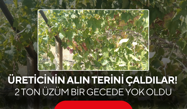 Üreticinin Alın Terini Çaldılar! 2 Ton Üzüm Bir Gecede Yok Oldu