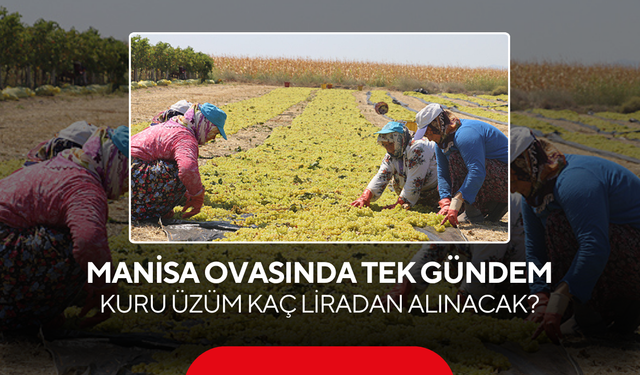 Manisa Ovasında tek gündem… Kuru üzüm kaç liradan alınacak?