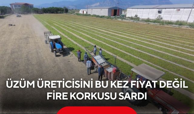 Üzüm üreticisini fire korkusu sardı! Rekolte kadar kayıp endişesi