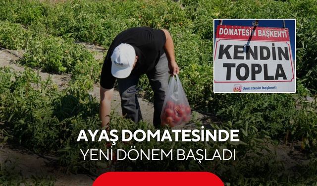 Ayaş domatesinde yeni dönem! Vatandaş tarlaya gidip kendi domatesini topluyor...