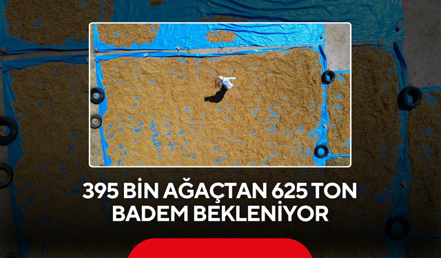 625 Tonluk Rekolte Beklentisi Üreticiyi Umutlandırdı