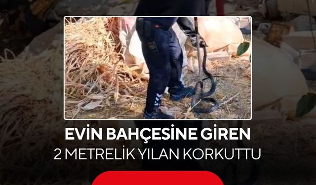 Evin bahçesine giren 2 metrelik yılan korkuttu...