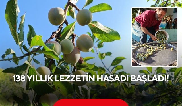 Manisa'nın tescilli lezzeti 'Figani Efendi Eriği'nde hasat başladı