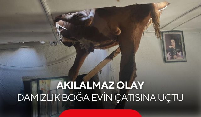 İneğin peşinden koşarken çatıya uçtu! Ev sakinleri tavandan sarkan boğayı görünce şoke oldu