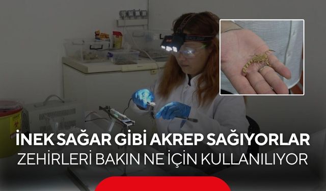 Kimse köyünde bunu yapacaklarını düşünmedi! Akrepleri inek gibi sağıyorlar...
