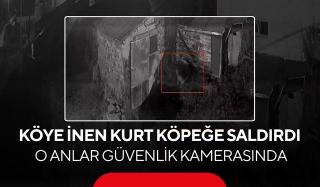 Köye inen kurt köpeğe saldırdı... O anlar güvenlik kamerasında!