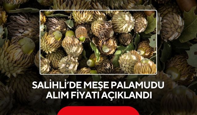 Salihli’de meşe palamudu fiyatı belli oldu: Kilosu 10,5 TL!