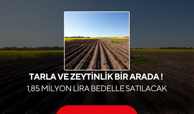 Tarla ve zeytinlik bir arada ! 1,85 Milyon Lira Bedelle Satılacak