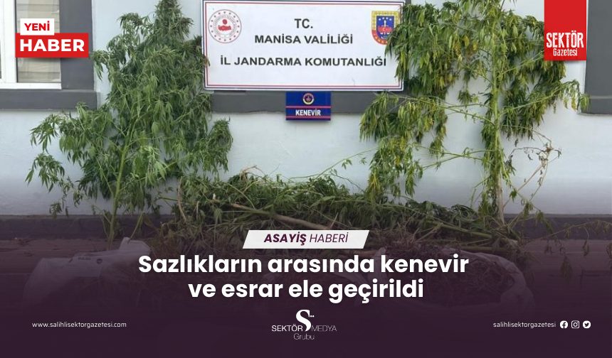 Sazlıkların arasında kenevir  ve esrar ele geçirildi