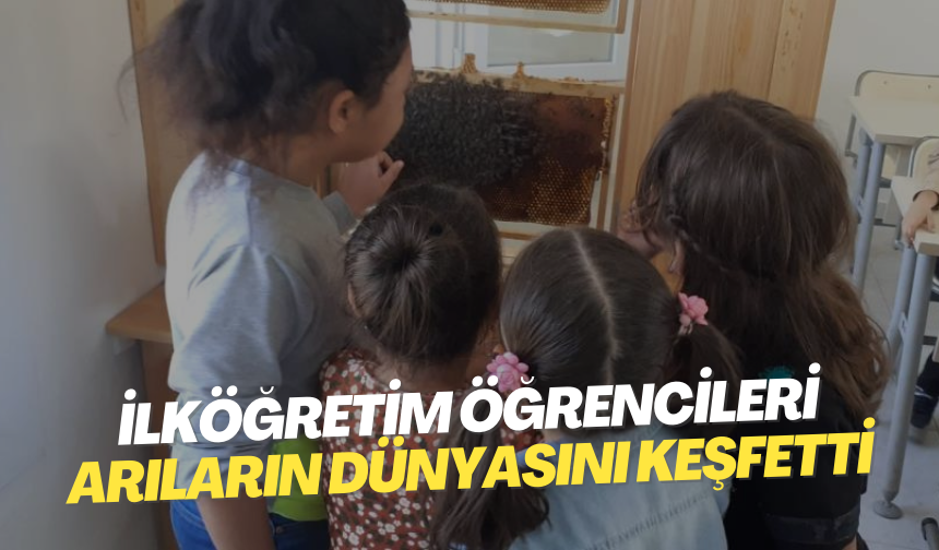İlköğretim düzeyindeki öğrencilere arıların dünyasını