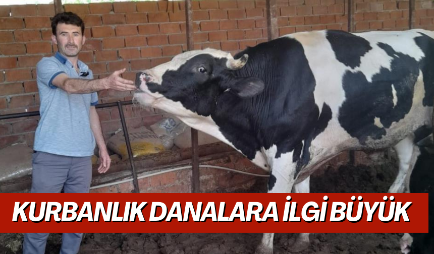 Kurbanlık danalara ilgi büyük