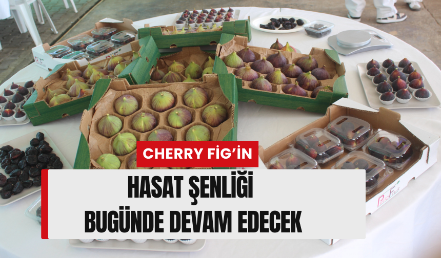 Cherry Fig’in hasat şenliği bugünde devam edecek