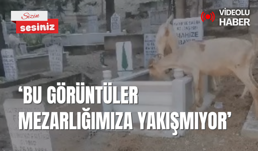 ‘Bu görüntüler mezarlığımıza yakışmıyor’