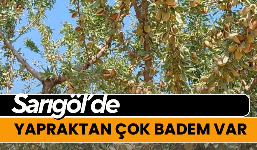 Yapraktan çok badem var