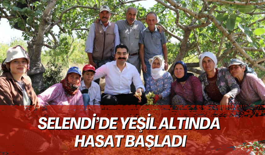 Selendi’de yeşil altında hasat başladı