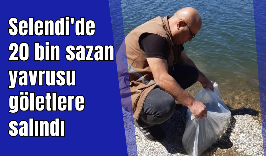 Selendi'de 20 bin sazan yavrusu göletlere salındı