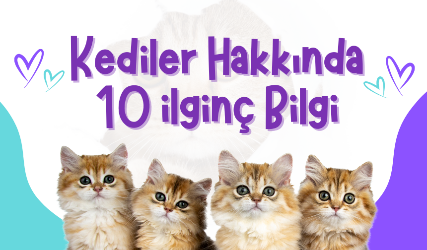 Kediler Hakkında 10 İlginç Bilgi