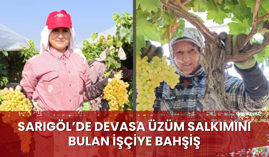 Sarıgöl’de devasa üzüm salkımını bulan işçiye bahşiş