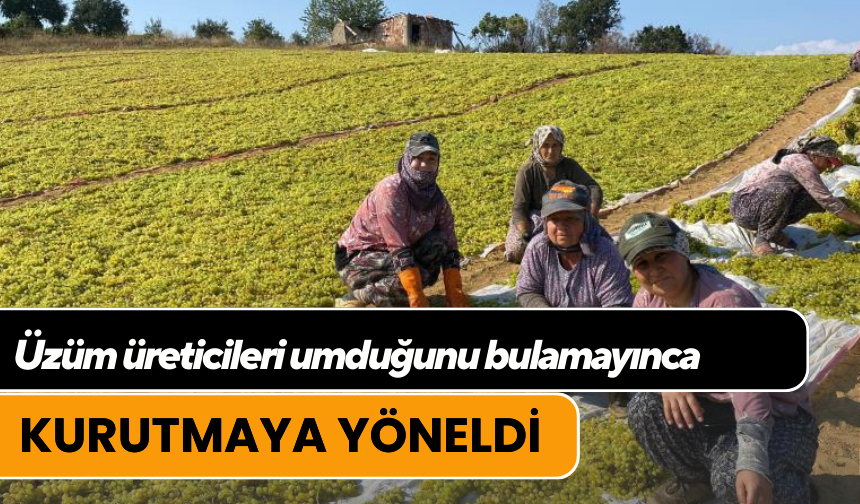 Üzüm üreticileri umduğunu bulamayınca kurutmaya yöneldi