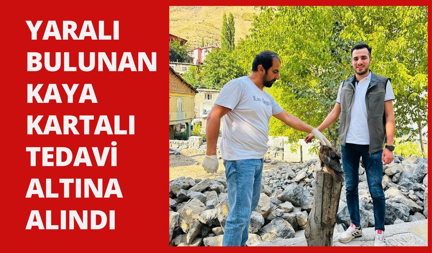 Yaralı bulunan kaya kartalı tedavi altına alındı