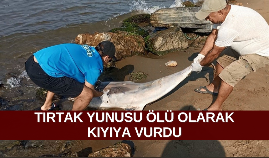 Tırtak yunusu ölü olarak kıyıya vurdu