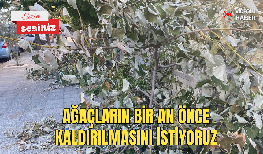 AĞAÇLARIN BİR AN ÖNCE KALDIRILMASINI İSTİYORUZ