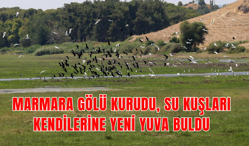 Marmara Gölü kurudu, su kuşları rotasını değiştirdi ! Su kuşları bakın nereyi mesken tuttu ?