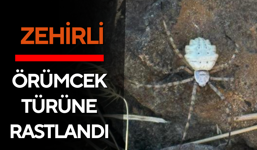 Zehirli örümcek türüne rastlandı