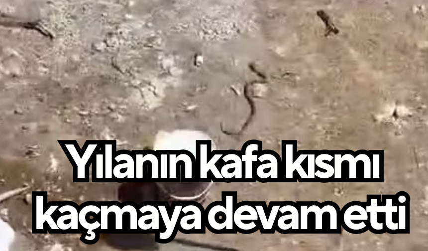 İşçiler tarafından etkisiz hale getirilen yılanın kafa kısmı kaçmaya devam etti