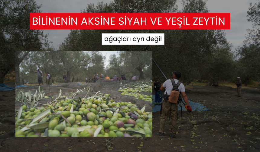 Kuzey Ege'de zeytin hasadı devam ediyor