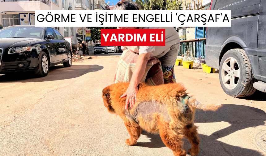 Görme ve işitme engelli "Çarşaf" isimli köpek inşaat sahasından böyle kurtarıldı