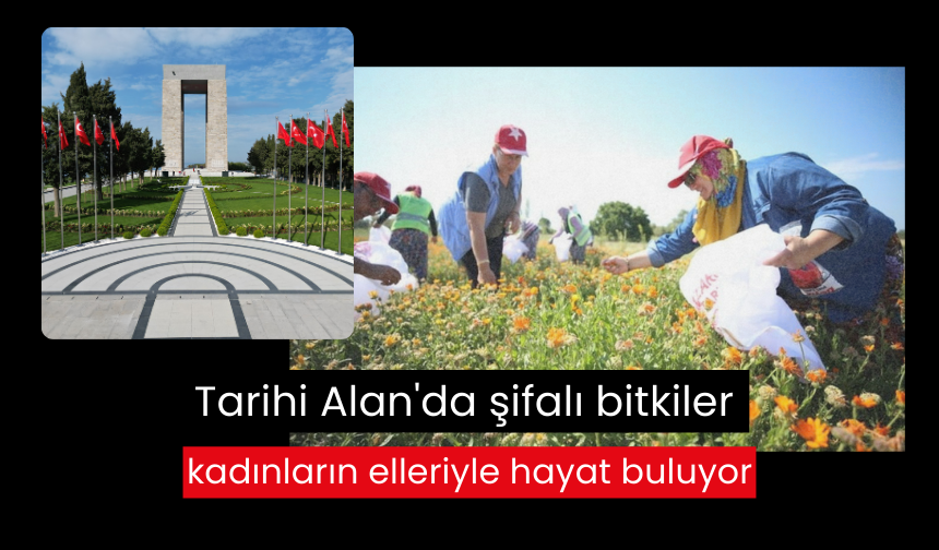 Çanakkale Savaşları'nın yaşandığı Tarihi Alan'da şifalı bitkiler kadınların elleriyle hayat buluyor