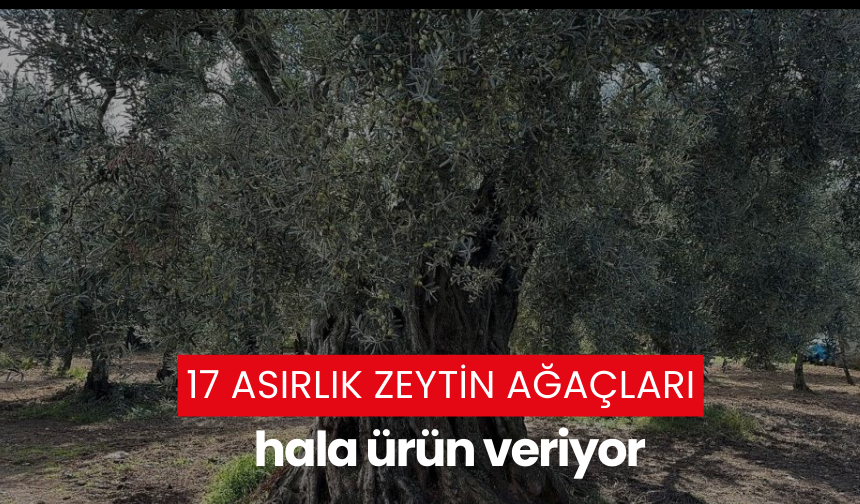 17 asırlık zeytin ağaçları hala ürün veriyor