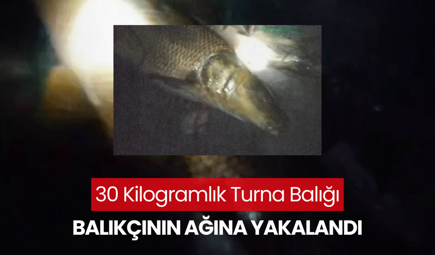 30 kilogramlık turna balığı balıkçının ağına yakalandı