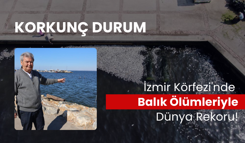 Dünyanın gözleri İzmir'de; Körfezde balık ölümleri rekor seviyeye ulaştı!