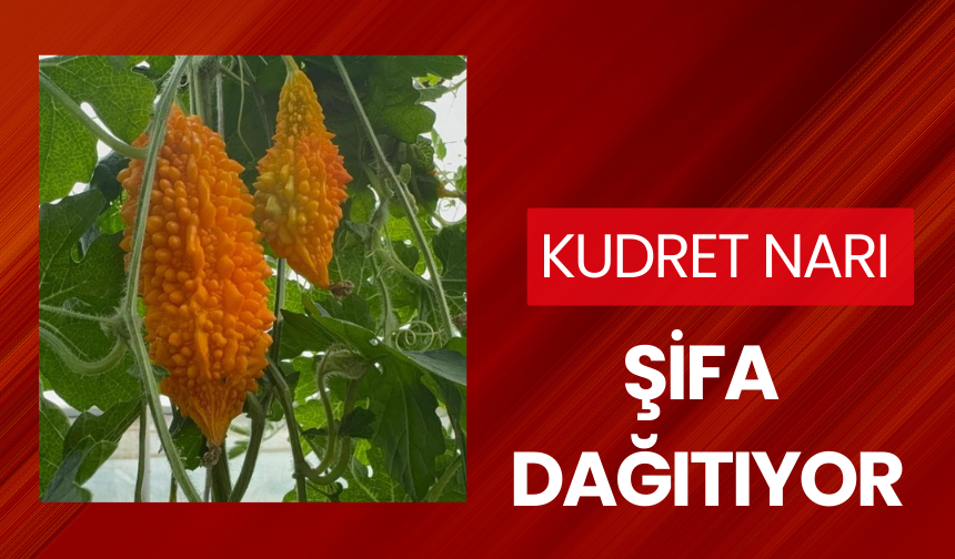 Kudret narı şifa dağıtıyor