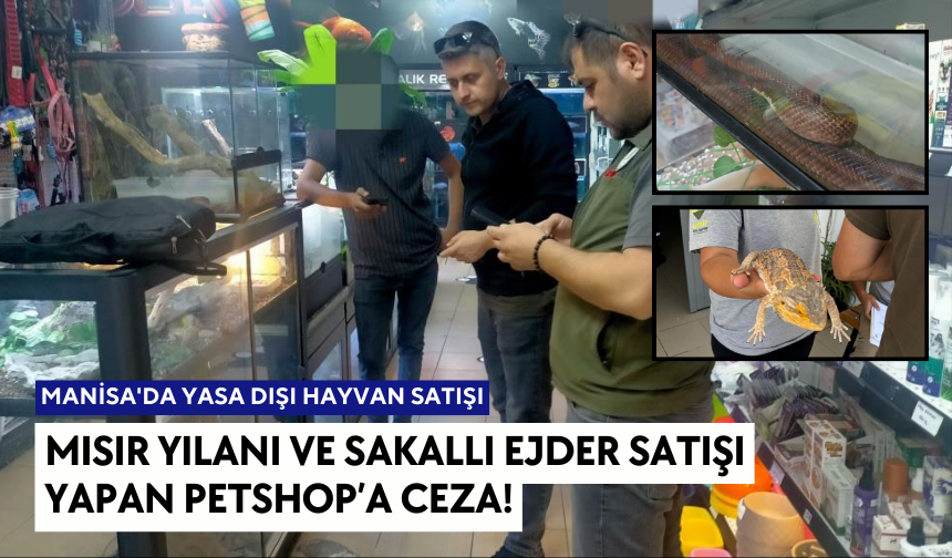 Manisa'da Yasa Dışı Hayvan Satışı...Mısır Yılanı ve Sakallı Ejder satışı yapan Petshop’a Ceza!