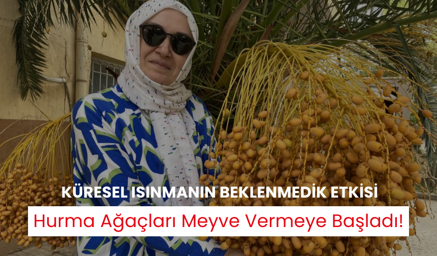 Küresel ısınma hurma ağacının meyve vermesine neden oldu | Meyve veren hurma ağacı için inceleme başlatıldı