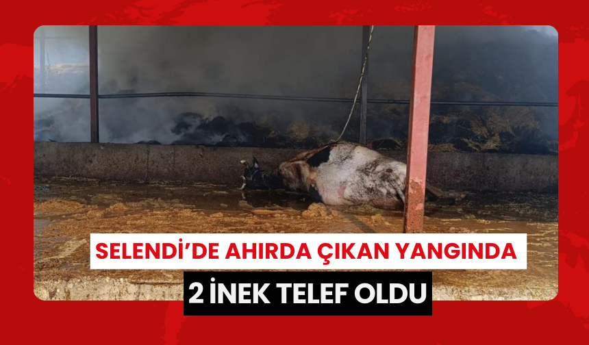 Selendi’de ahırda çıkan yangında 2 inek telef oldu