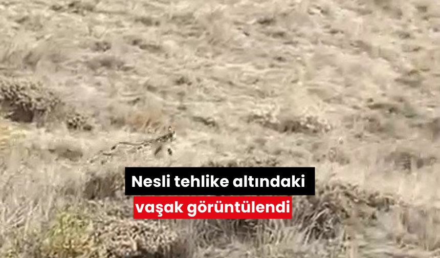 Nesli tehlike altındaki vaşak görüntülendi